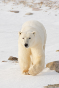POLAR BEARS OF HUDSON BAY
